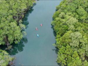Kayak cruzando un manglar