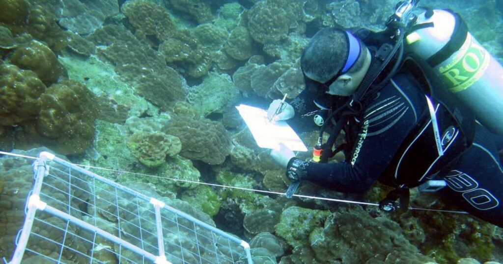 Fotografía submarina de buzo realizando monitoreo de corales en Costa Rica.